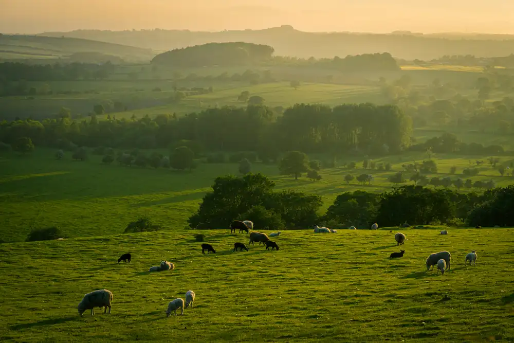 Lower Withial Farm